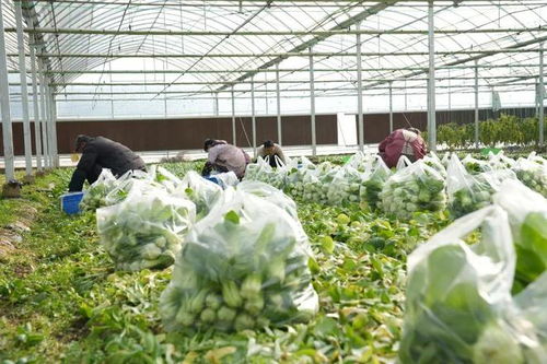 漫長的季節里，反復愛上豎新鎮的植物提取物研發